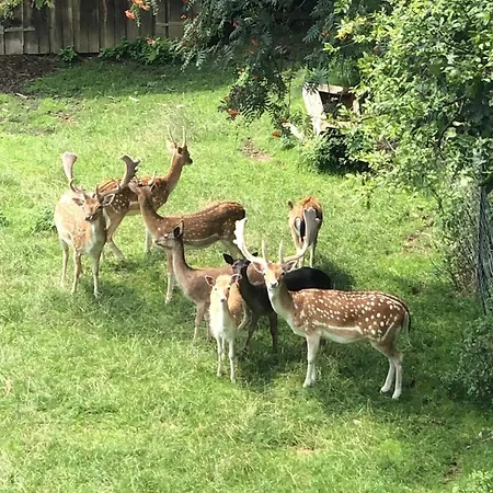 Kendlbacher * بيشوفشوفن