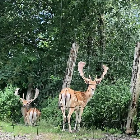 Kendlbacher * بيشوفشوفن